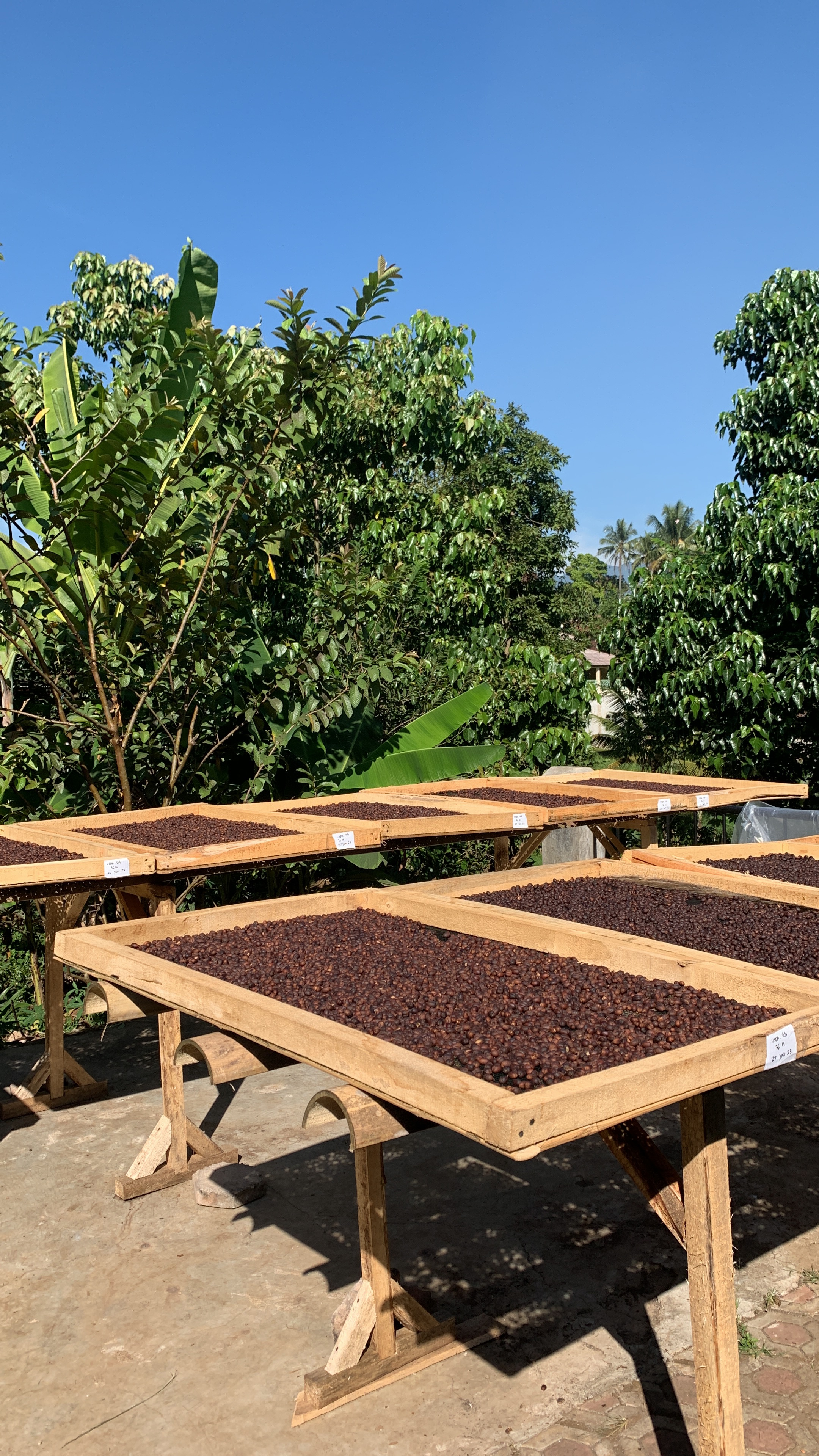 Drying Coffee Beans